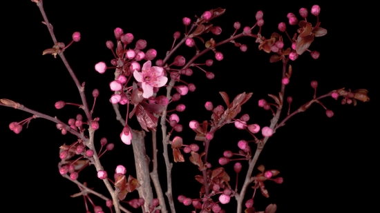 Moving Clouds Video Free Download, Pink, Shrub, Flower, Plant, Woody Plant