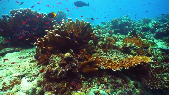 Mp4 Download Lagu, Coral Reef, Reef, Underwater, Coral, Ridge