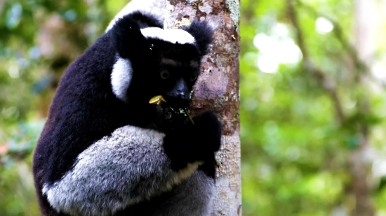 Mp4 Free Video Clips, Lemur, Primate, Mammal, Wildlife, Fur