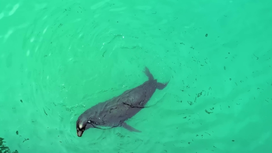 Mp4 Tiktok Download, Shark, Fish, Hammerhead, Water, Sea