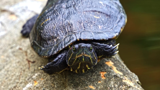 Mud Turtle, Turtle, Reptile, Terrapin, Shell, Slow