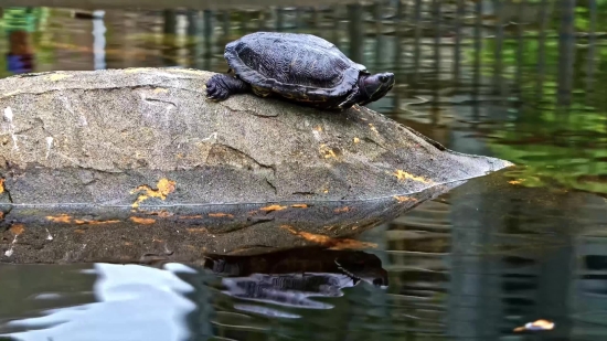 Mud Turtle, Turtle, Terrapin, Reptile, Water, Wildlife