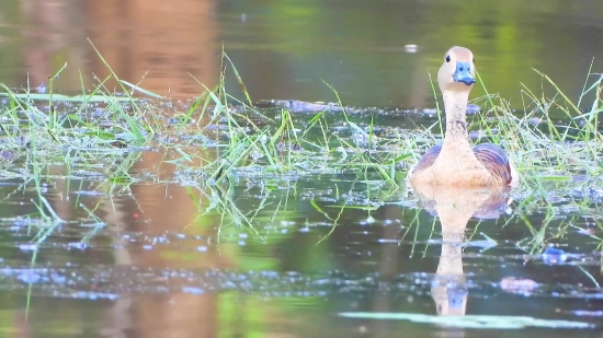 Music For Background Video No Copyright, Water Bottle, Bottle, Vessel, Water, Lake