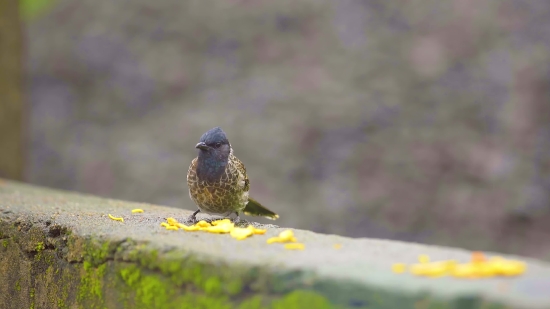 Music Green Screen Video Download, Starling, Bird, Wildlife, Beak, Wild