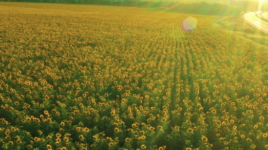 Mustard, Field, Meadow, Rapeseed, Plant, Herb