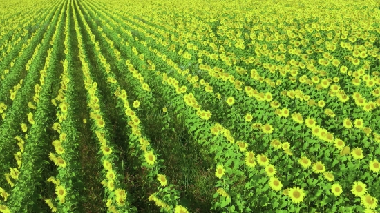 Mustard, Field, Plant, Rapeseed, Herb, Landscape