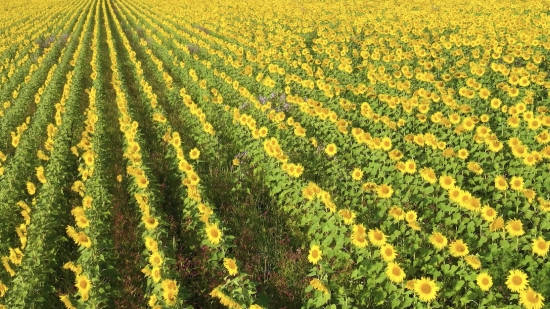 Mustard, Herb, Field, Plant, Vascular Plant, Meadow