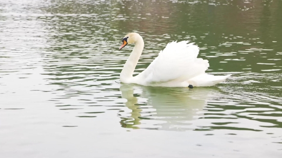 National Flag Video Download, Bird, Lake, Water, Egret, Wildlife