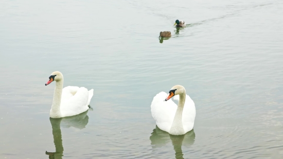 Natural Background Hd Video Download, White, Bird, Water, Lake, Feather