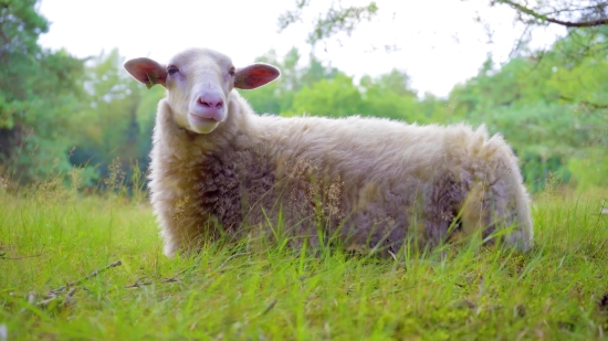 Natural Scenery Videos Free Download, Simpleton, Lamb, Sheep, Lambkin, Farm