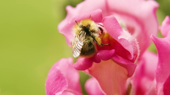 Natural Waterfall Video Download, Worker, Insect, Arthropod, Invertebrate, Flower