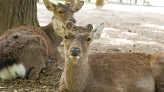 Nature Background Video Hd Free Download, Animal, Deer, Mammal, Wildlife, Buck