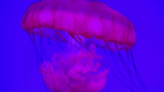 Nature Background Video No Copyright, Invertebrate, Jellyfish, Light, Fractal, Jelly