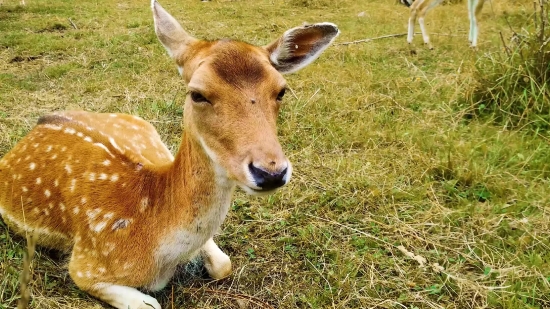 Nature Stock Video Footage, Calf, Animal, Young Mammal, Young, Mammal