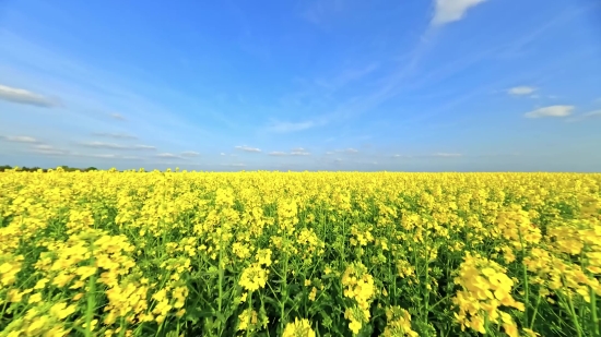 Nature Stock Videos, Rapeseed, Oilseed, Seed, Field, Rural