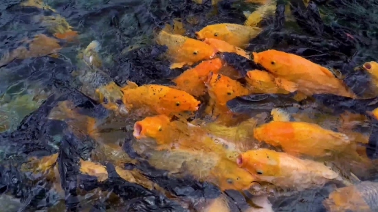 Nature Video Clip Download, Goldfish, Newt, Salamander, Orange, Water