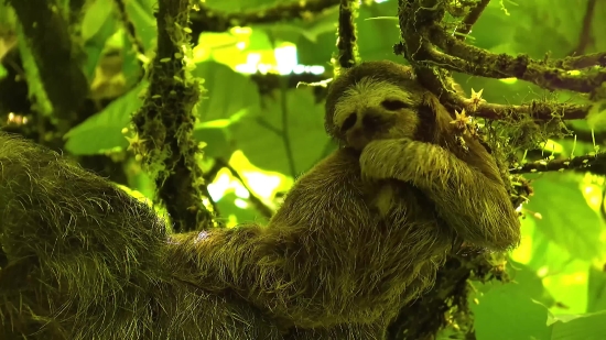 Neon Stock Video, Three-toed Sloth, Sloth, Mammal, Wildlife, Monkey