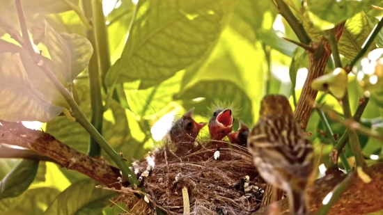 Nestling, Herb, Plant, Young Bird, Vascular Plant, Food