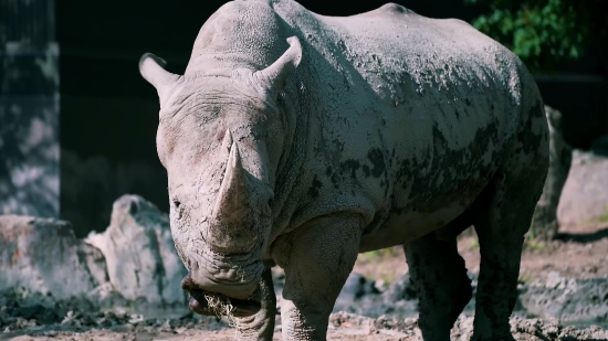 New Funny Clip, Rhinoceros, Odd-toed Ungulate, Ungulate, Mammal, Placental