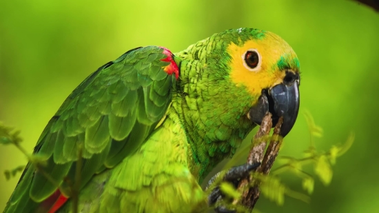 News Background Stock Video, Macaw, Bird, Parrot, Beak, Tropical