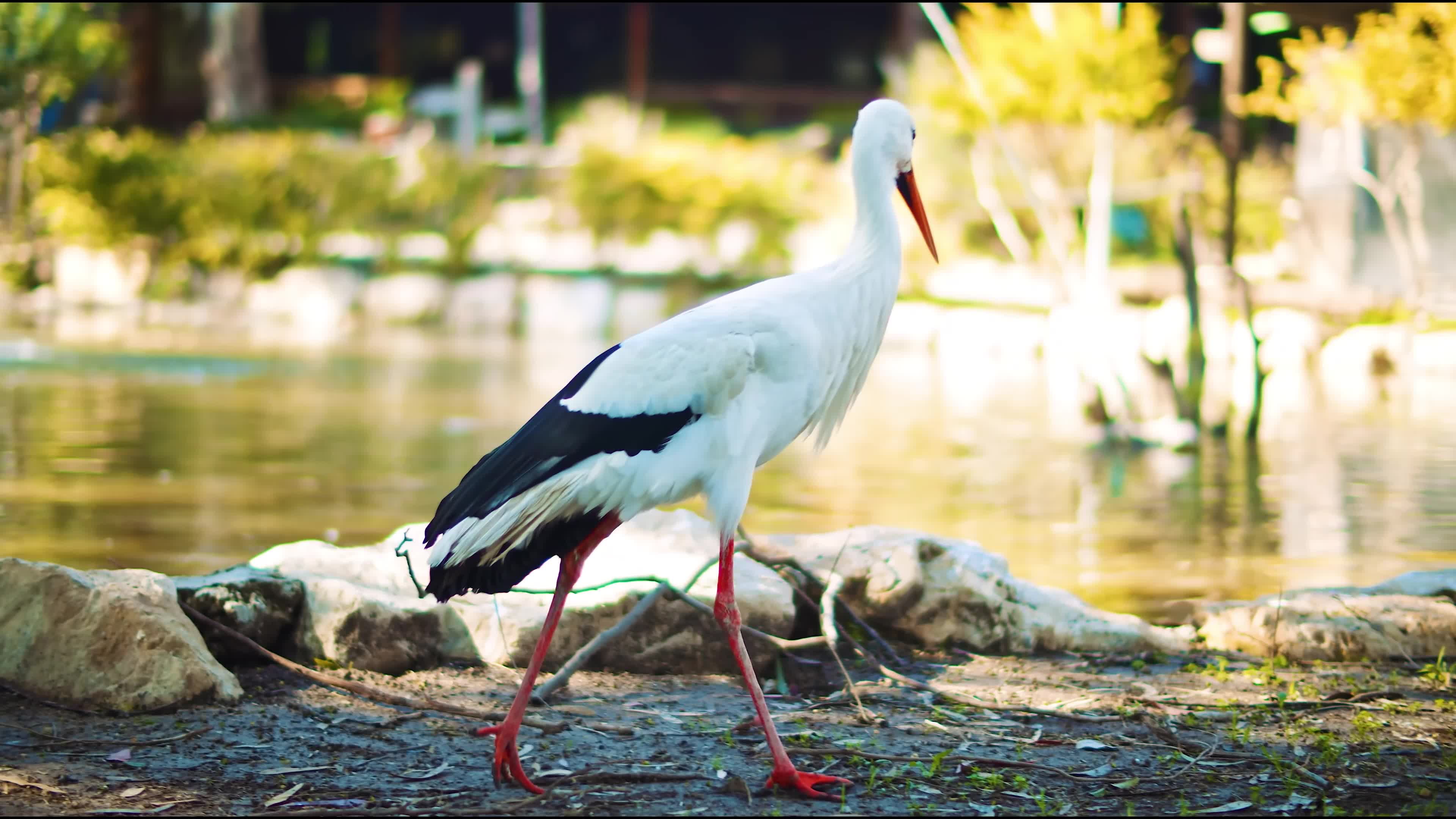 News Video Background Download, White Stork, Stork, Wading Bird, Bird, Aquatic Bird