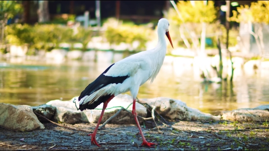 News Video Background Free Download, White Stork, Stork, Wading Bird, Bird, Aquatic Bird