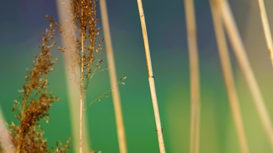 Neymar Clip, Plant, Grass, Horsetail, Field, Insect