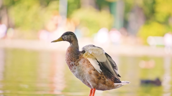 Nice Green Screen Download, Duck, Bird, Wildlife, Sandpiper, Wading Bird