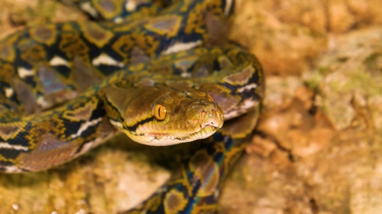 Night Snake, Snake, Reptile, Wildlife, Wild, Scale