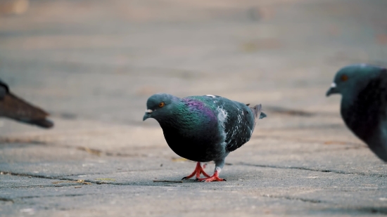 Night Stock Footage, Dove, Bird, Beak, Feather, Animal