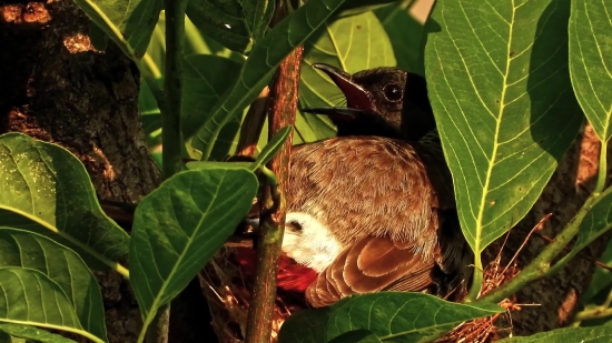 Nightingale, Thrush, Tree, Plant, Leaf, Leaves