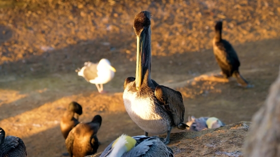 No Copyright Background Nature Video, Pelican, Seabird, Bird, Aquatic Bird, Wildlife