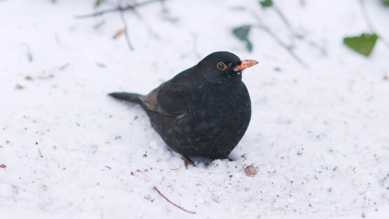 No Copyright Background Video Free Download, Starling, Bird, Wildlife, Beak, Feather