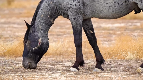 No Copyright Clip Video, Animal, Mammal, Calf, Wild, Safari