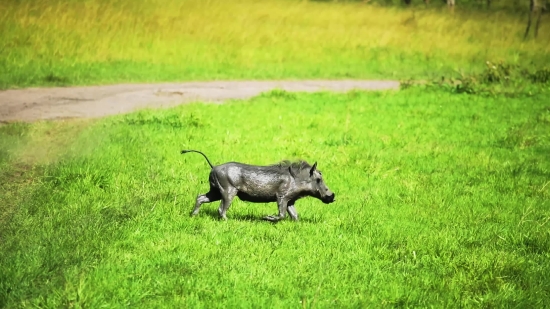 No Copyright Drone Footage, Warthog, Swine, Ungulate, Mammal, Wildlife