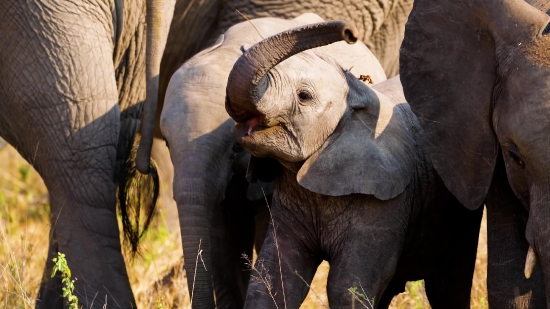 No Copyright Free Video Footage, Elephant, Mammal, Calf, Safari, Wildlife