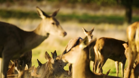 No Copyright Memes Video Download, Wildlife, Antelope, Wild, Impala, Deer