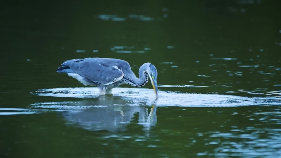 No Copyright Motion Graphics, Little Blue Heron, Heron, Wading Bird, Bird, Aquatic Bird