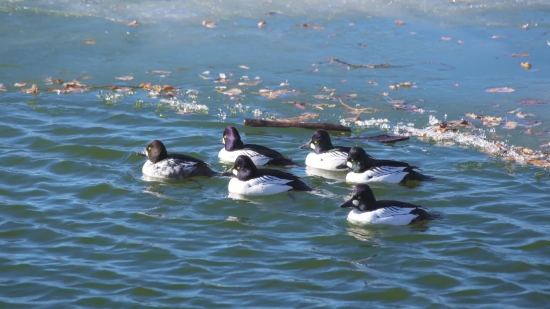 No Copyright Studio Background, Drake, Duck, Waterfowl, Water, Bird