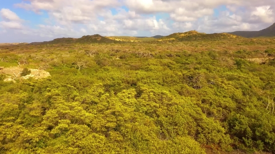 No Copyright Video Library, Shrub, Gorse, Woody Plant, Landscape, Tree