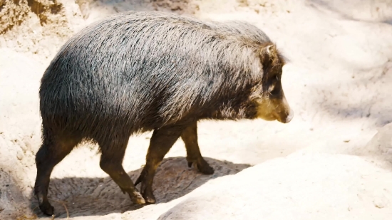 No Copyright Video Pixabay, Swine, Wild Boar, Ungulate, Mammal, Wild