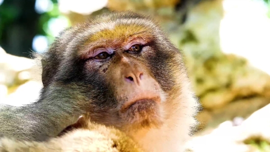 Non Copyright Funny Video Clip, Macaque, Monkey, Primate, Wildlife, Ape