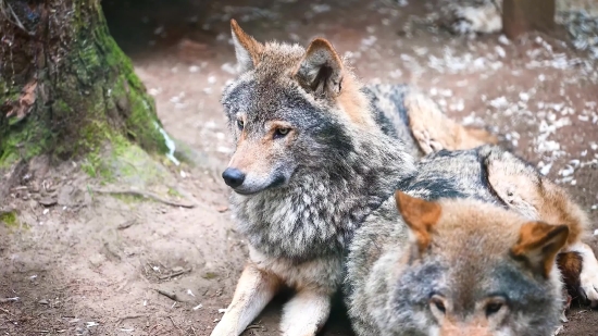 Non Copyright Green Screen Video, Wolf, Canine, Coyote, Timber Wolf, Mammal