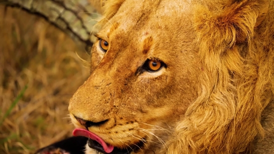 Non Copyright Video Background, Lion, Big Cat, Feline, Predator, Cat