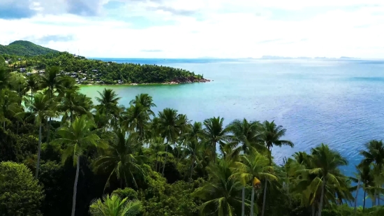 Ocean, Beach, Palm, Tree, Sea, Island