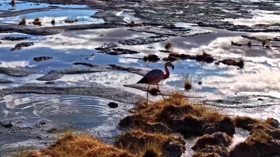 Ocean, Water, Beach, Sea, Sandpiper, Bird