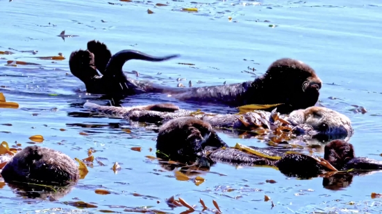 Ocean, Water, Sea, Beach, Otter, Body Of Water