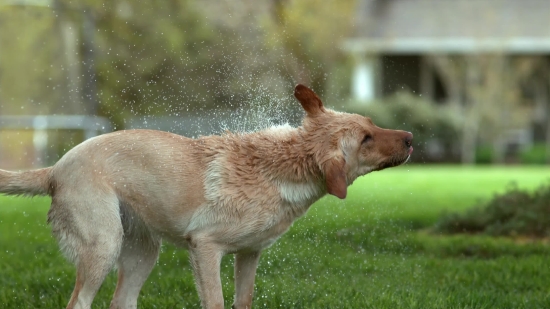 Onam Stock Video, Canine, Wild Dog, Dingo, Dog, Wildlife