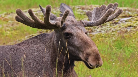 Online Video Cutter, Caribou, Deer, Wildlife, Mammal, Buck