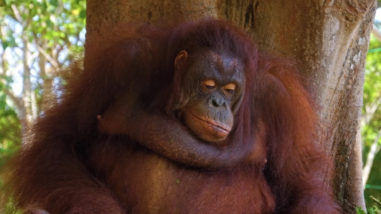 Orangutan, Ape, Primate, Monkey, Wildlife, Wild